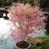 Acer Palmatum 'Taylor' 1 Acer Palmatum 'Taylor' -Garden Plants Sales 510524