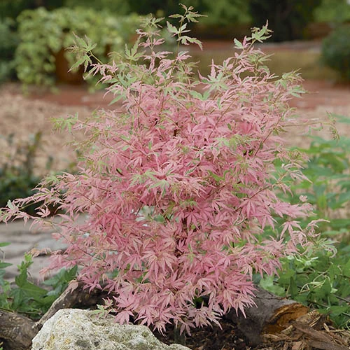 Acer Palmatum 'Taylor' 4 Acer Palmatum 'Taylor' - Image 2
