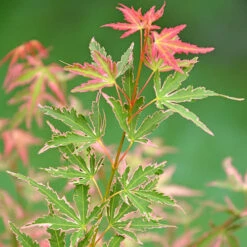 Acer Palmatum 'Taylor' 13 Acer Palmatum 'Taylor' -Garden Plants Sales 510524 2