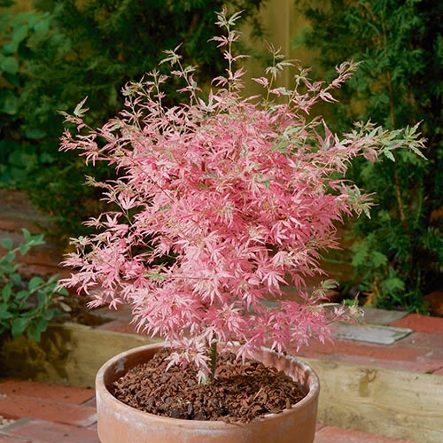 Acer Palmatum 'Taylor' 6 Acer Palmatum 'Taylor' - Image 4