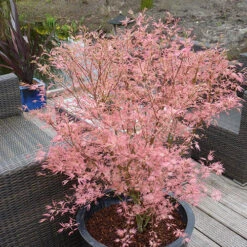 Acer Palmatum 'Taylor' 15 Acer Palmatum 'Taylor' -Garden Plants Sales 510524 4