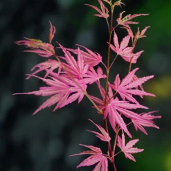 Acer Palmatum 'Taylor' 17 Acer Palmatum 'Taylor' -Garden Plants Sales 510524 6