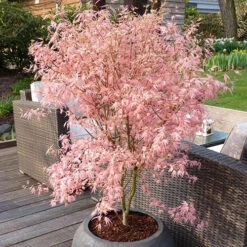 Acer Palmatum 'Taylor' 18 Acer Palmatum 'Taylor' -Garden Plants Sales 510524 7