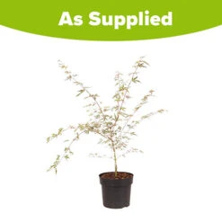 Acer Palmatum 'Taylor' 19 Acer Palmatum 'Taylor' -Garden Plants Sales 510524 8