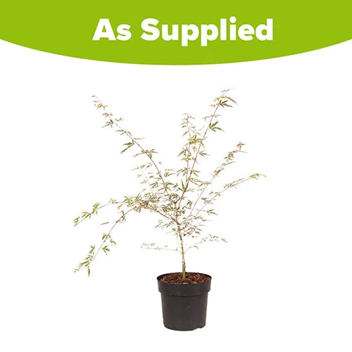 Acer Palmatum 'Taylor' 11 Acer Palmatum 'Taylor' - Image 9