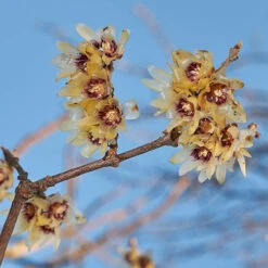 Chimonanthus Praecox - Wintersweet -Garden Plants Sales 510536 2