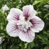 Hibiscus Syriacus Starburst Chiffon -Garden Plants Sales 510578