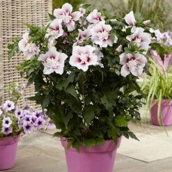 Hibiscus Syriacus Starburst Chiffon -Garden Plants Sales 510578 2