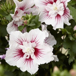 Hibiscus Syriacus Starburst Chiffon -Garden Plants Sales 510578 3
