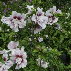 Hibiscus Syriacus Starburst Chiffon -Garden Plants Sales 510578 4
