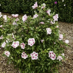 Hibiscus Syriacus Starburst Chiffon -Garden Plants Sales 510578 5