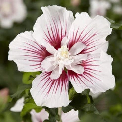 Hibiscus Syriacus Starburst Chiffon -Garden Plants Sales 510578 6