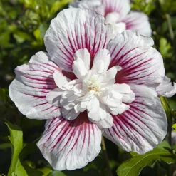 Hibiscus Syriacus Starburst Chiffon -Garden Plants Sales 510578 7