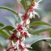 Sarcococca Hookeriana 'Winter Gem' 1 Sarcococca Hookeriana 'Winter Gem' -Garden Plants Sales 510579
