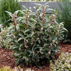 Sarcococca Hookeriana 'Winter Gem' -Garden Plants Sales 510579 2