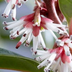 Sarcococca Hookeriana 'Winter Gem' -Garden Plants Sales 510579 3