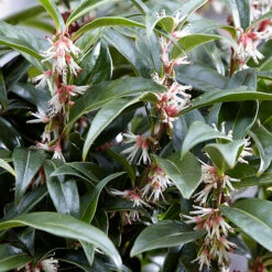 Sarcococca Hookeriana 'Winter Gem' -Garden Plants Sales 510579 4