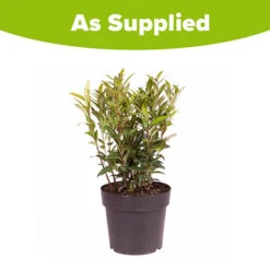 Sarcococca Hookeriana 'Winter Gem' -Garden Plants Sales 510579 5