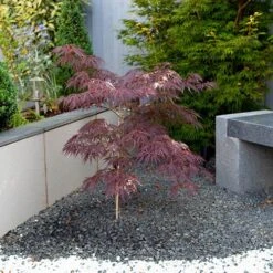 Acer Palmatum 'Inaba-shidare' Standard -Garden Plants Sales 510600 2