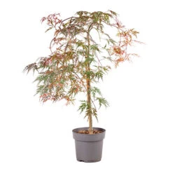 Acer Palmatum 'Inaba-shidare' Standard -Garden Plants Sales 510600 3