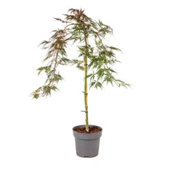 Acer Palmatum 'Inaba-shidare' Standard -Garden Plants Sales 510600 4