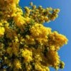 Flowering Mimosa Bush -Garden Plants Sales 510634
