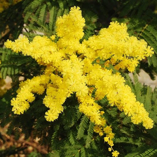 Flowering Mimosa Bush 5 Flowering Mimosa Bush - Image 3