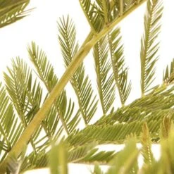 Flowering Mimosa Bush 12 Flowering Mimosa Bush -Garden Plants Sales 510634 3