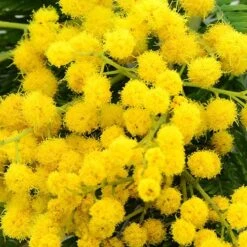 Flowering Mimosa Bush 13 Flowering Mimosa Bush -Garden Plants Sales 510634 4