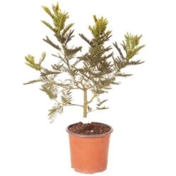 Flowering Mimosa Bush 14 Flowering Mimosa Bush -Garden Plants Sales 510634 5