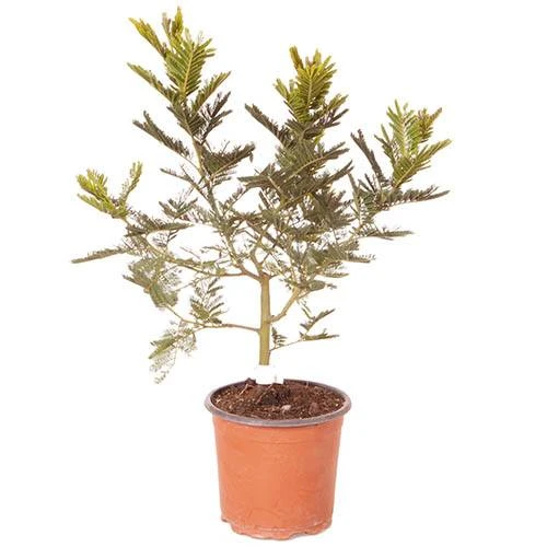 Flowering Mimosa Bush 8 Flowering Mimosa Bush - Image 6