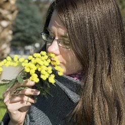 Flowering Mimosa Bush 15 Flowering Mimosa Bush -Garden Plants Sales 510634 6