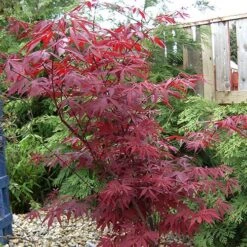 Acer Palmatum 'Atropurpureum' Japanese Maple -Garden Plants Sales 510649 2