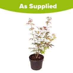 Acer Palmatum 'Atropurpureum' Japanese Maple -Garden Plants Sales 510649 3