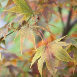 Acer Palmatum 'Katsura' -Garden Plants Sales 510650 2