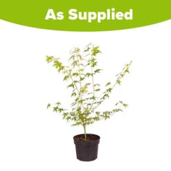 Acer Palmatum 'Katsura' -Garden Plants Sales 510650 3