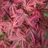Acer Palmatum 'Shirazz' 1 Acer Palmatum 'Shirazz' -Garden Plants Sales 510686