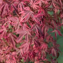 Acer Palmatum 'Shirazz' -Garden Plants Sales 510686 2
