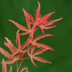 Acer Palmatum 'Shirazz' -Garden Plants Sales 510686 3