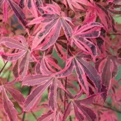 Acer Palmatum 'Shirazz' -Garden Plants Sales 510686 4