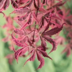 Acer Palmatum 'Shirazz' -Garden Plants Sales 510686 5