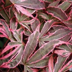 Acer Palmatum 'Shirazz' -Garden Plants Sales 510686 6