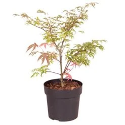 Acer Palmatum 'Shirazz' -Garden Plants Sales 510686 7