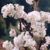 Viburnum Bodnantense 'Charles Lamont' 2 Viburnum Bodnantense 'Charles Lamont' -Garden Plants Sales 510709