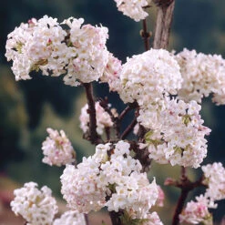 Viburnum Bodnantense 'Charles Lamont'