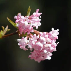 Viburnum Bodnantense 'Charles Lamont' -Garden Plants Sales 510709 2