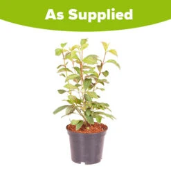 Viburnum Bodnantense 'Charles Lamont' -Garden Plants Sales 510709 3