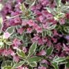 Weigela Florida 'Monet' -Garden Plants Sales 510710