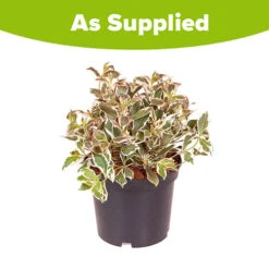 Weigela Florida 'Monet' -Garden Plants Sales 510710 2