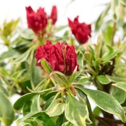 Rhododendron 'Bollywood' -Garden Plants Sales 510717 2